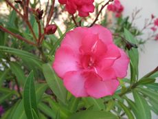 Oleander 001.jpg